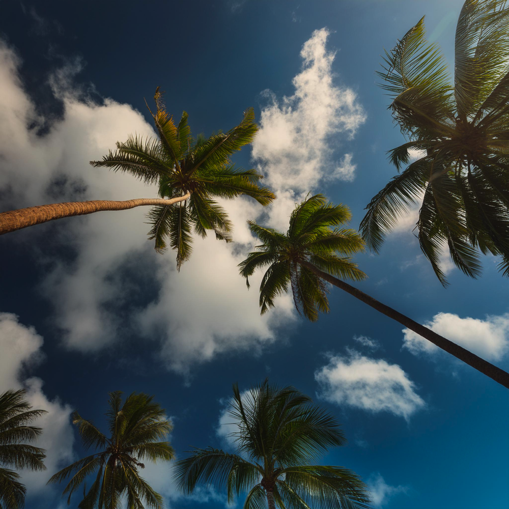 Banner: Palm Trees, LA BALEINE